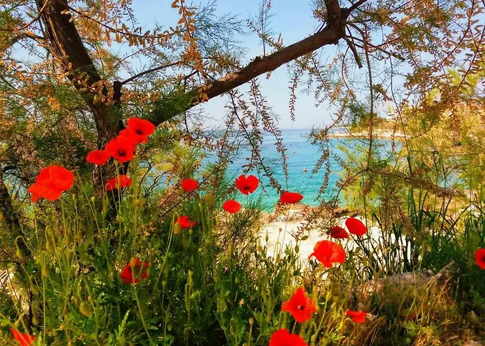 Apartman Delibasic *